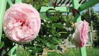 Roses in the Backyard