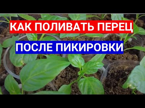 ПЕРЕЦ ПОСЛЕ ПИКИРОВКИ - КАК ЧАСТО ВЫ ПОЛИВАЕТЕ  РАССАДУ?