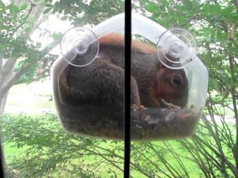 Squirrel Stuffs Himself Into Window Bird Feeder - YouTube