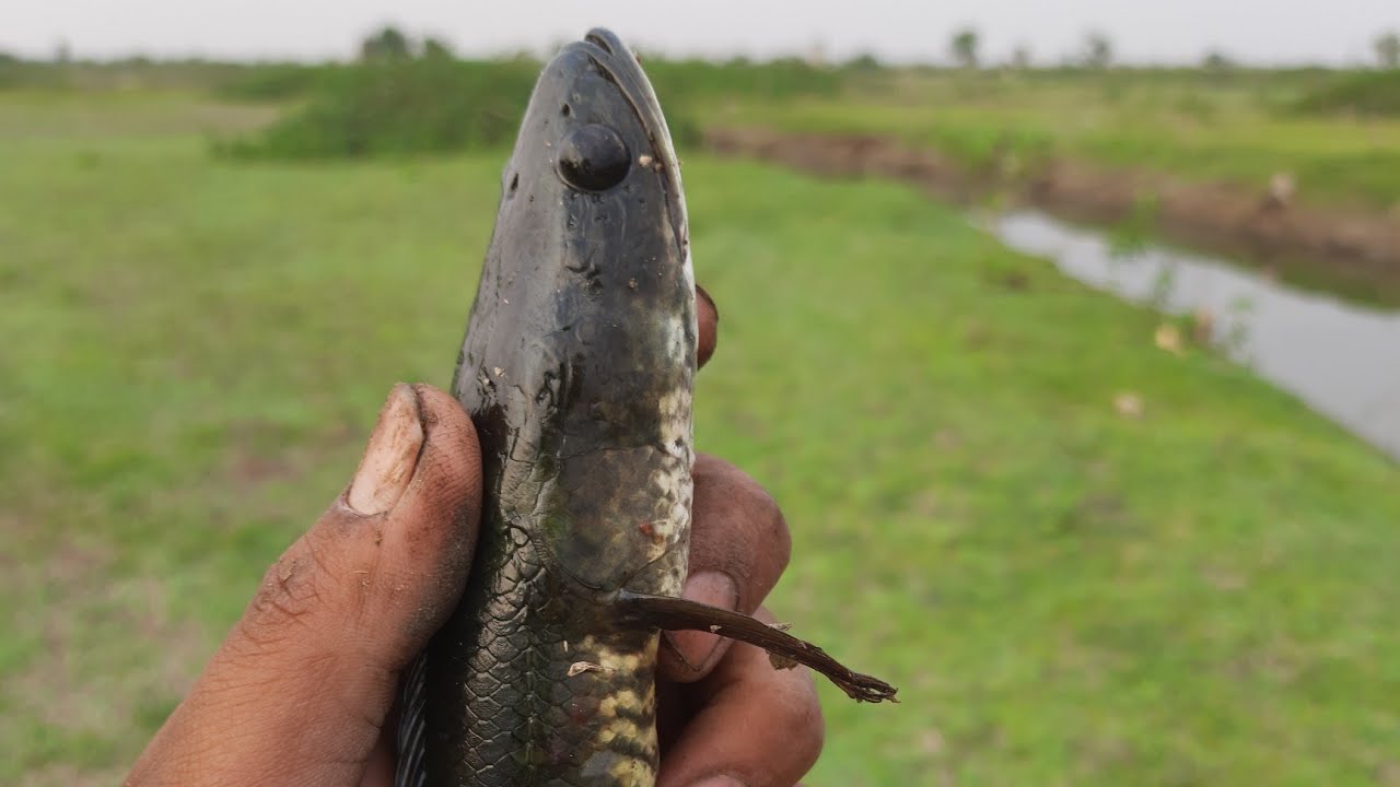 strong marral fish short video