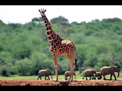 кордофанский жираф. жираф негр. жираф на английском языке с переводом. Giraffe are very tall. Giraffe are very tall.