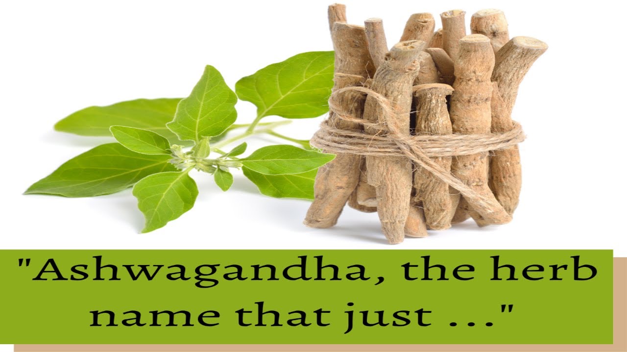 ashwagandha plant and its uses Withania