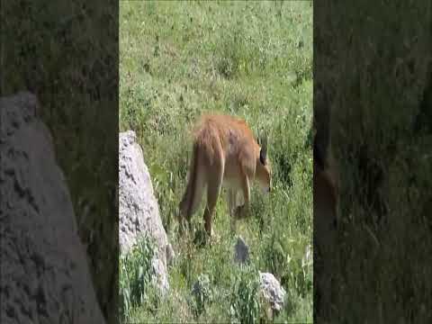 Video: Caracal (desert lynx, steppe lynx): hitsura, tirahan, pamumuhay at nutrisyon