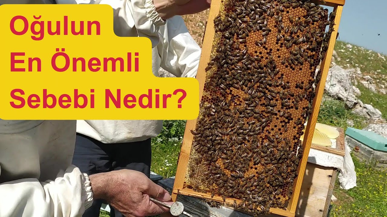 Supersedure mü? Oğul Hazırlığı mı?