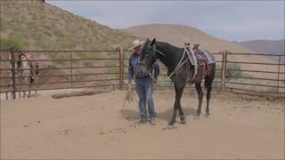 How We Get Our Horses Broke to Hobble with Chinaco