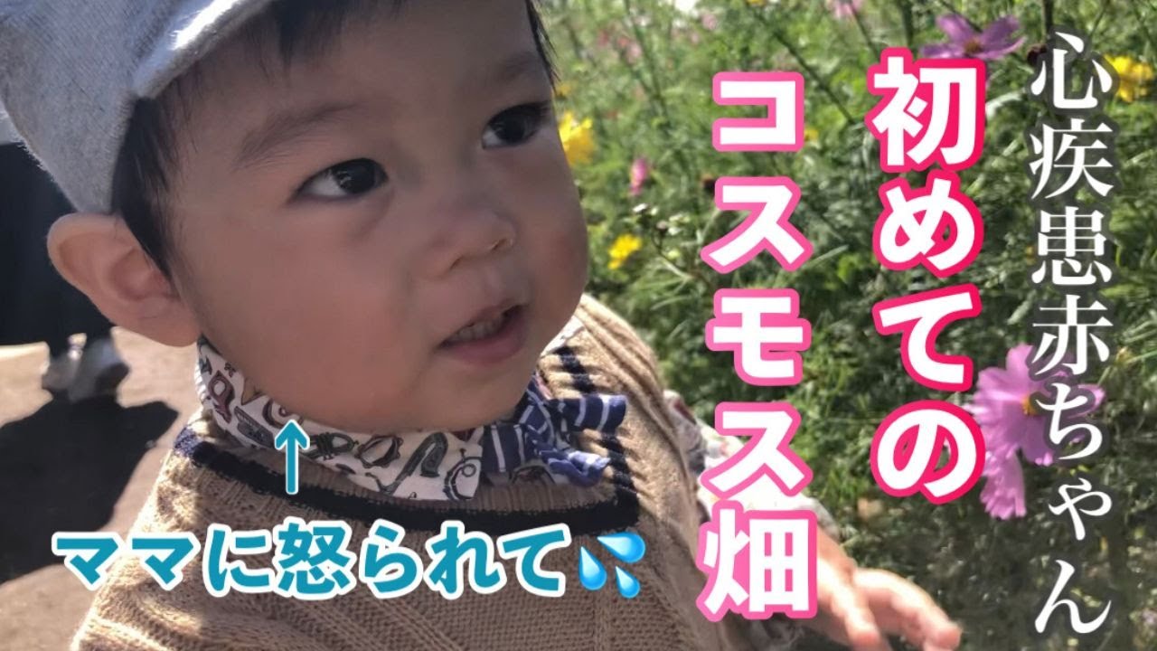 【心疾患】自由に歩ける奇跡/コスモスと紅葉/ついに始まった躾けにタジタジ