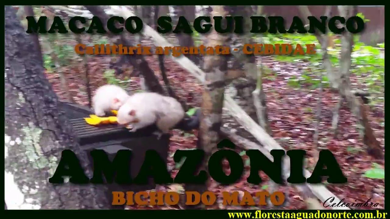 Foto de Saguis Silvery Macaco Branco Callithrix Argentata Sentado No Galho  Da Árvore No Habitat Macaco Raro Do Brasil Natureza Selvagem Floresta  Rochosa Com Animal e mais fotos de stock de Parque