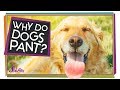 Why Do Dogs Pant?