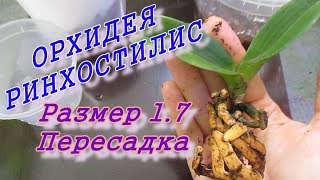 Орхидея ринхостилис 1.7. Пересадка. У малыша много корней. Орхидея ринхостилис 1.7. Пересадка. У малыша много корней.