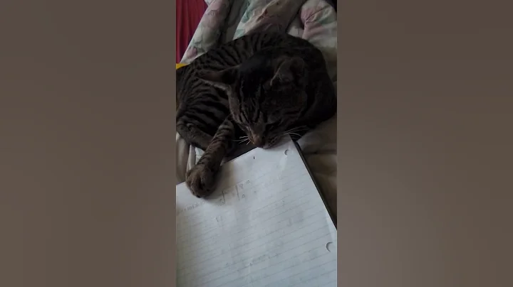 Cat tries to eat homwwork