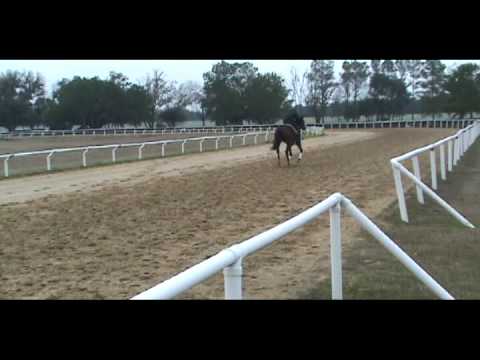 Flashy Bull - Carol's Amore Filly Horse Racing Par...