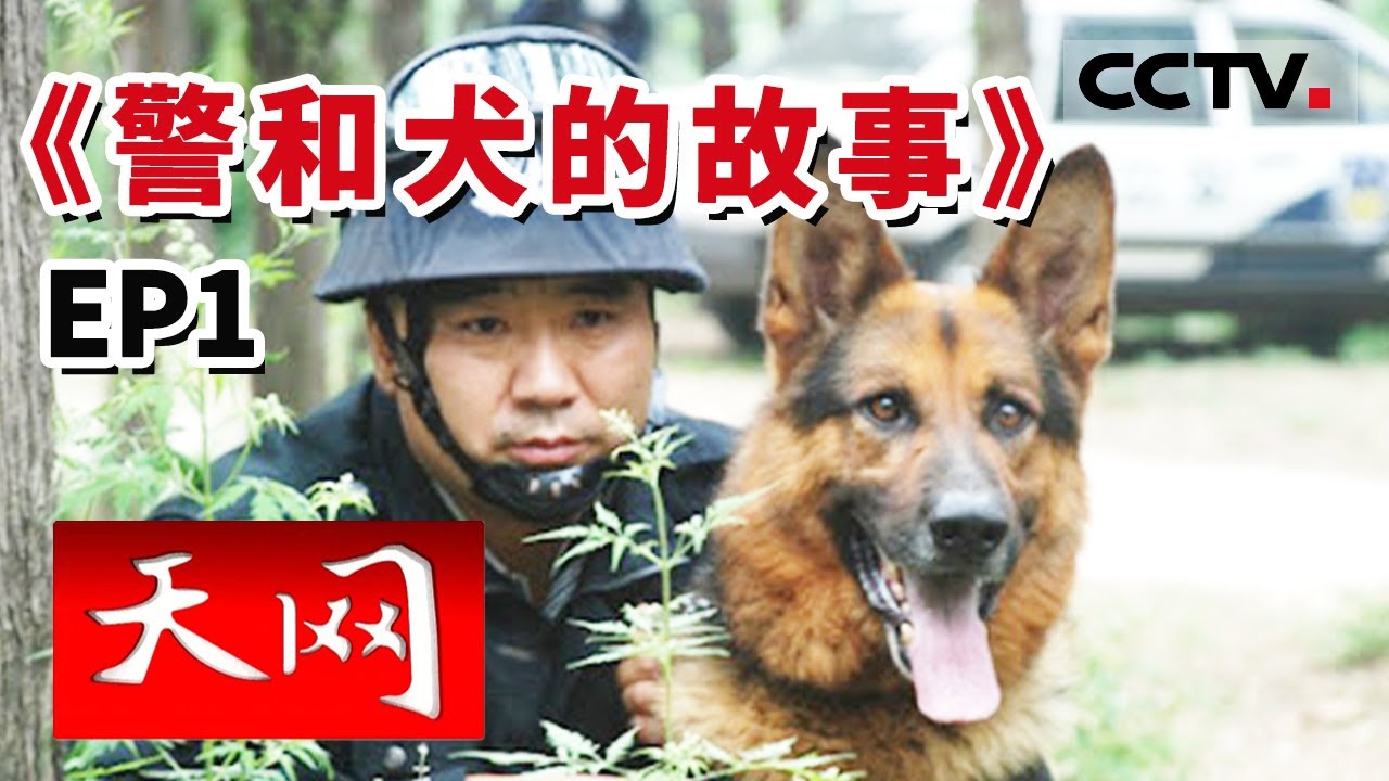 《天网》警犬的诞生 警察和他的警犬 是战友亦是亲人 忠诚即是本色！《警和犬的故事》EP1 | CCTV社会与法