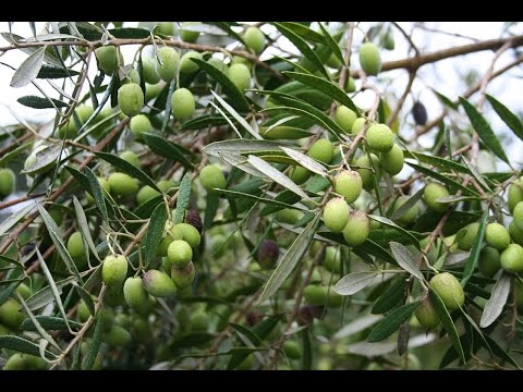 Vídeo: Mountain Pepper Info - Aprenda sobre o cultivo de Drimys Mountain Peppers