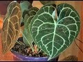 COMO CUIDAR UN ANTHURIUM CLARINERVIUM- HOW TO CARE FOR AN ANTHURIUM CLARINERVIUM