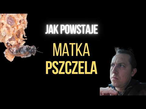 Wideo: Jak pszczoły produkują królową pszczół?