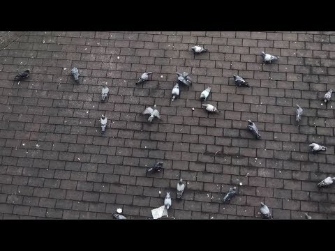 Güvecinler - Pigeons