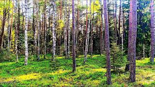 видео: Пение лесных птиц 🌿 Звуки природы для релаксации и сна 🌿 Звуки природы картинка: Пение лесных птиц 🌿 Звуки природы для релаксации и сна 🌿 Звуки природы