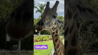 Cute Giraffe eating leaves #shorts
