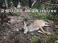 Two huge bucks in 24 hours on california public land  caccia outdoors