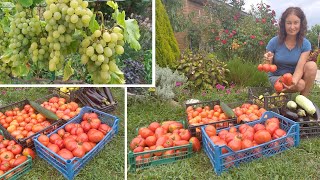 Про огород. Сбор томатов. Наши покупки для сада. Краснодарский край.