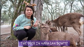 Day Trip To Nara Park - Feeding Bowing Deer Japan Travel Vlog 2