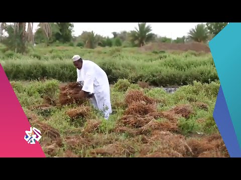مدينة الدامر السودانية مركز زراعة وصناعة الحناء الشهيرة صباح النور