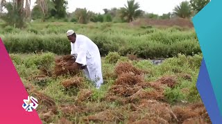 مدينة الدامر السودانية .. مركز زراعة وصناعة الحناء الشهيرة │صباح النور