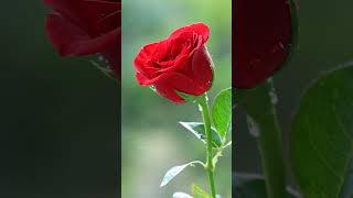 Red Rose #roses #shorts