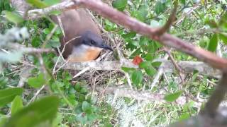 Nest of Dark-billed Cuckoo (Coccyzus melacoryphus)