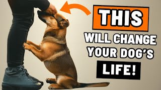 7 SIMPLE Things To CHANGE Your Dog’s Life Today!