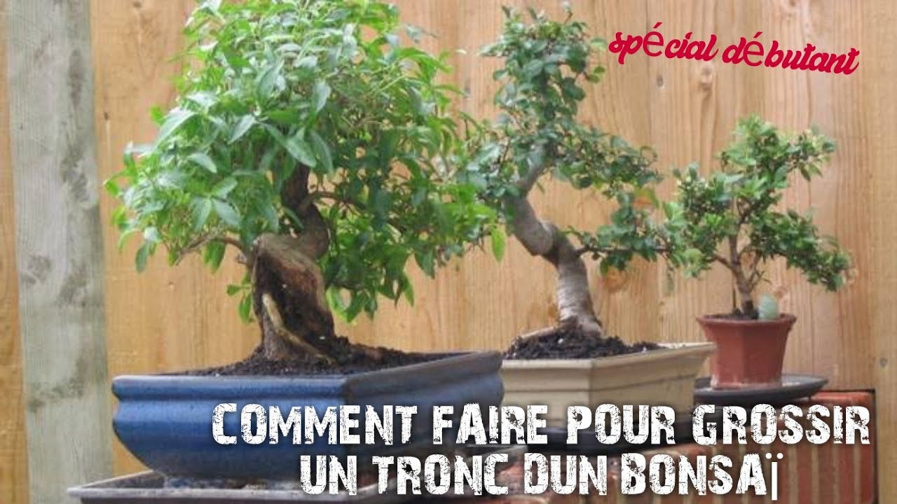 COMMENT FAIRE POUR GROSSIR LE TRONC DUN BONSAÏ - YouTube