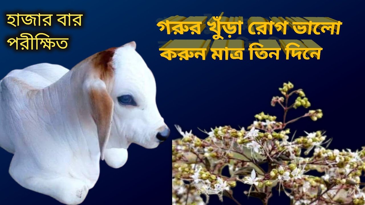 Ghora Raching গরুর খুরা রোগের ঘরোয়া চিকিৎসা||gorur khura rog hole ki koronio - YouTube