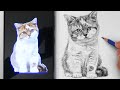 Drawing and shading a cat  drawing animals with fur