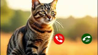 I phone 📱 Ringtone Sounds 