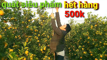 Review vườn quất tết siêu phẩm năm 2022 | giá gốc công khai tại vườn ( đã bán ) hết hàng