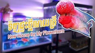 ទិញផ្ទះថ្មីអោយត្រីឡហានNew House for My Flowerhorn 24/08/2021