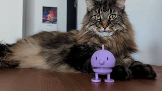 Roy & Moss Review the World's Happiest Toy | Norwegian Forest Cats