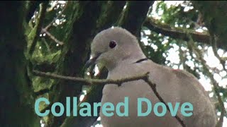 Collared Dove