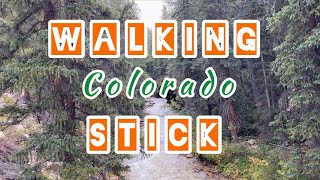 DIY Making a Colorado Walking Stick screenshot 4