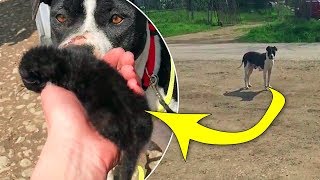 A Worker Found This Stray Dog At The Roadside  Then She Realized It Was Protecting Another Animal