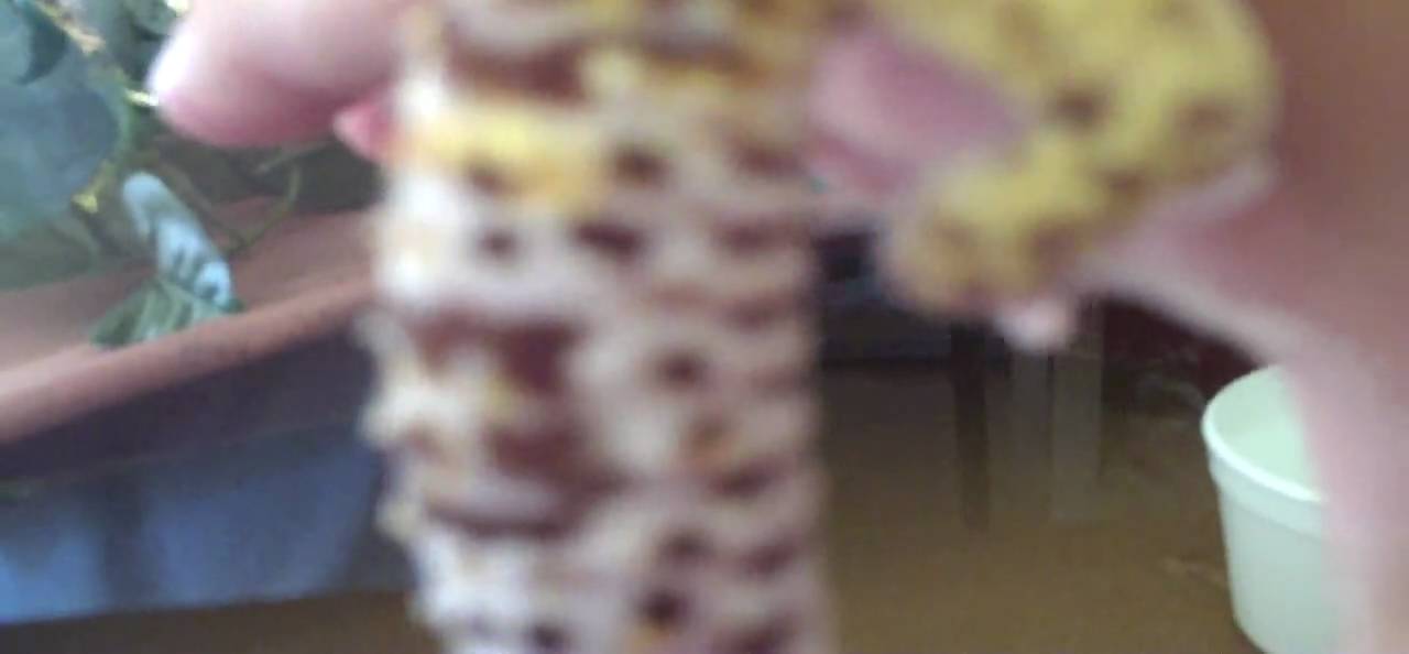 LeosForLife:Best Gecko/Set-Up: Dionysus