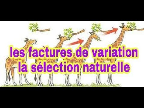 la sélection naturelle le mécanisme et définition YouTube