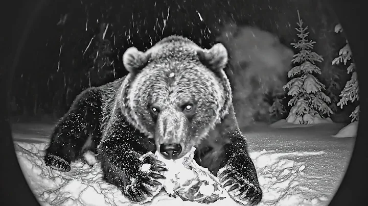 Alaska Trail Camera: A Torn Wild Boar, a Dominant Grizzly, and a Silent Fox