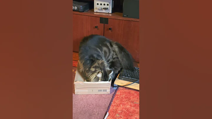 Watch the video about My cat is testing a new box #mainecoon #norwegianforestcat #box