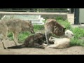 旭山動物園　じゃれじゃれ親子