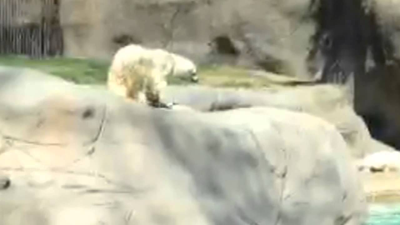Polar bears play at the Philadelphia Zoo