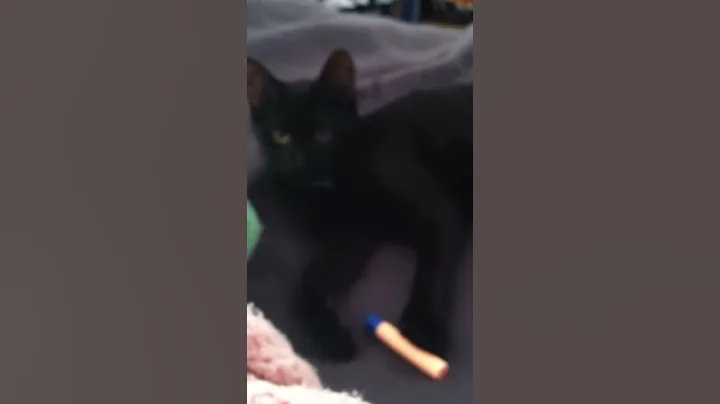Cat playing fetch