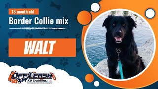 Border Collie Retriever Off leash Dog Training / Obedience Training  2023