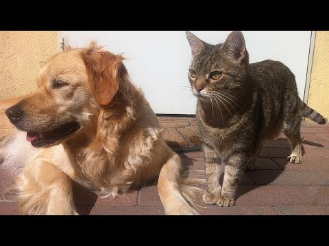 فيديو: تشير الدراسة إلى أن القطط يمكن أن تصاب بفيروس كورونا - لكن أصحاب الحيوانات الأليفة لا يحتاجون إلى الذعر