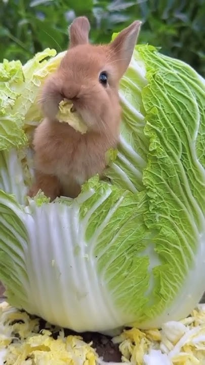 Милі тваринки🐇)) - YouTube